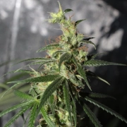 LIMITED EDITION Thai A5 Haze Feminized Seeds Ace Seeds