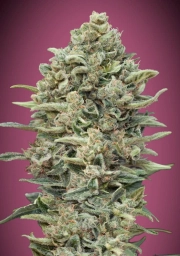 Gelato 33 FAST Feminized Seeds Advanced Seeds