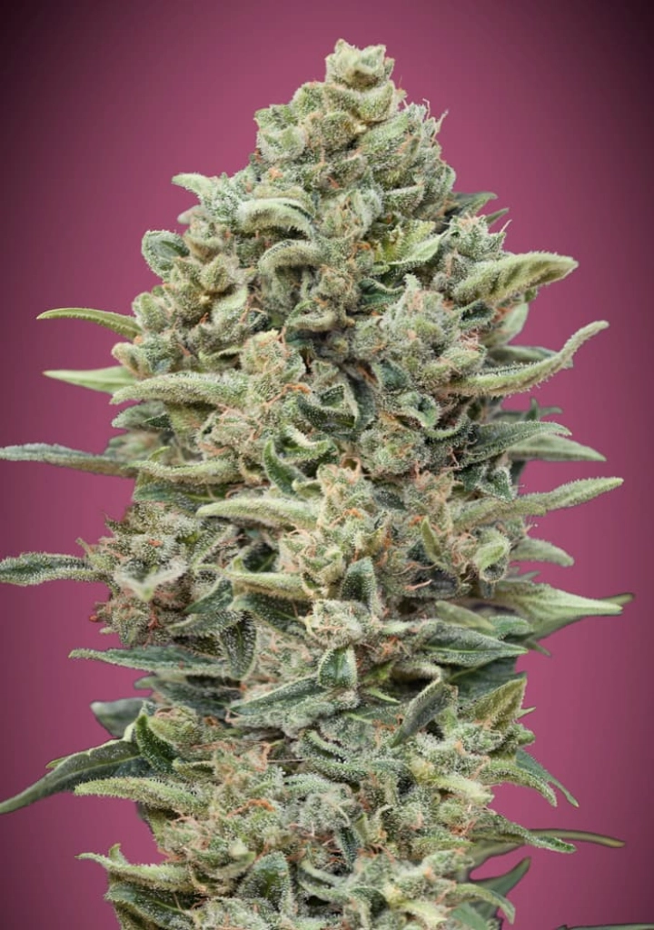 Gelato 33 FAST – Advanced Seeds – Feminisiert