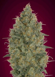 Somango Glue Feminized Seeds Advanced Seeds