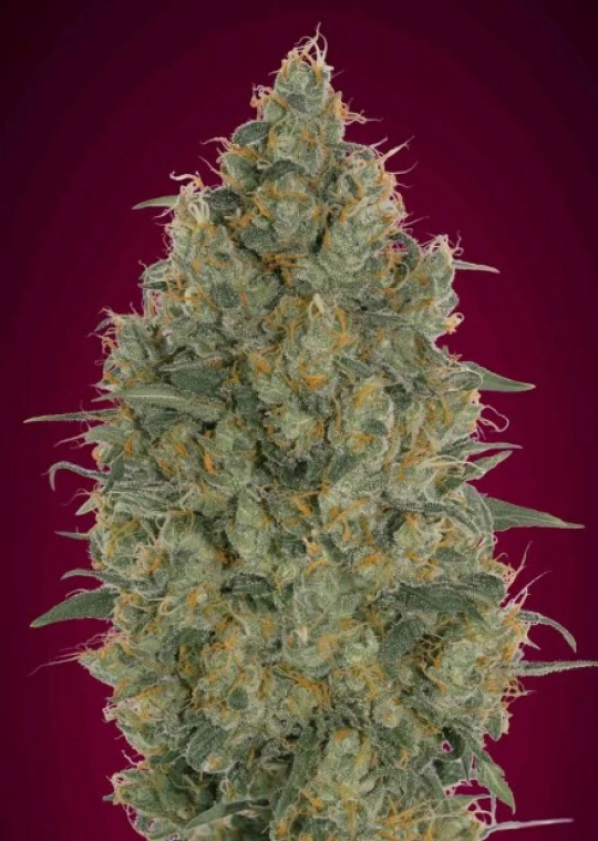 Somango Glue – Advanced Seeds – Feminisiert