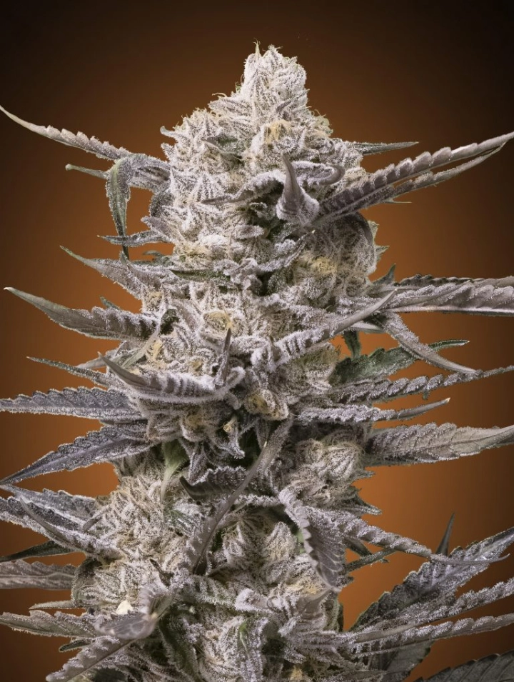 Watermelon OG – Advanced Seeds – Feminisiert