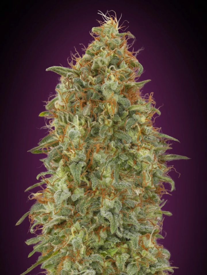 Zkittlez FAST – Advanced Seeds – Feminisiert