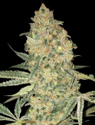 Bruce Banner Feminized Seeds Advanced Seeds