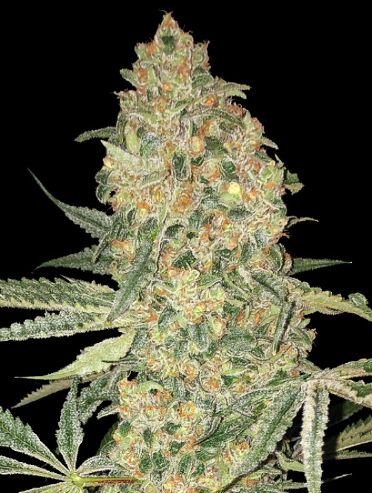 Bruce Banner – Advanced Seeds – Feminisiert