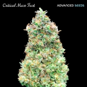 Critical Mass Fast Feminized Seeds Advanced Seeds