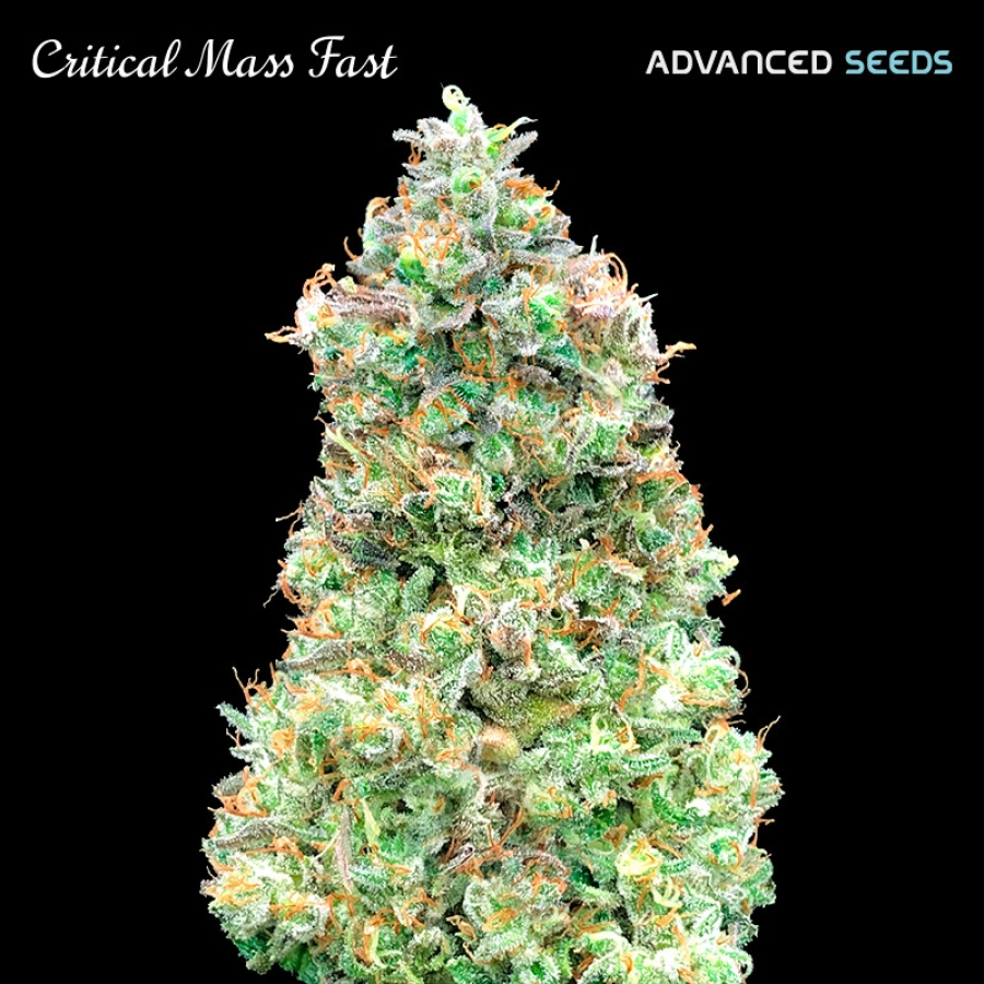 Critical Mass Fast – Advanced Seeds – Feminisiert