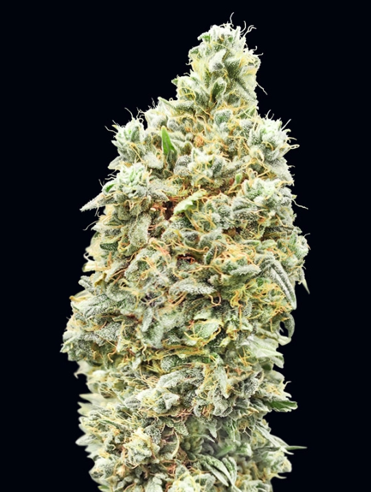 Strawberry Banana Fast – Advanced Seeds – Feminisiert