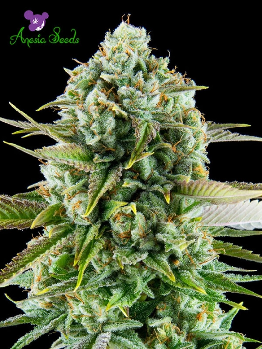Pink Starburst – Anesia Seeds – Feminisiert