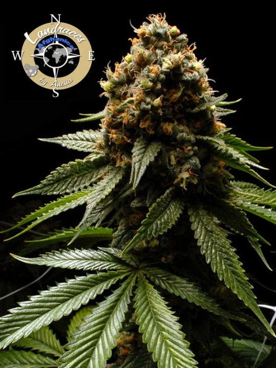 Landrace Collection Afghanica – Anesia Seeds – Feminisiert