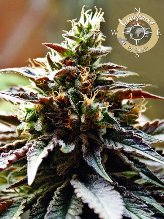 Landrace Collection Congo – Anesia Seeds – Feminisiert