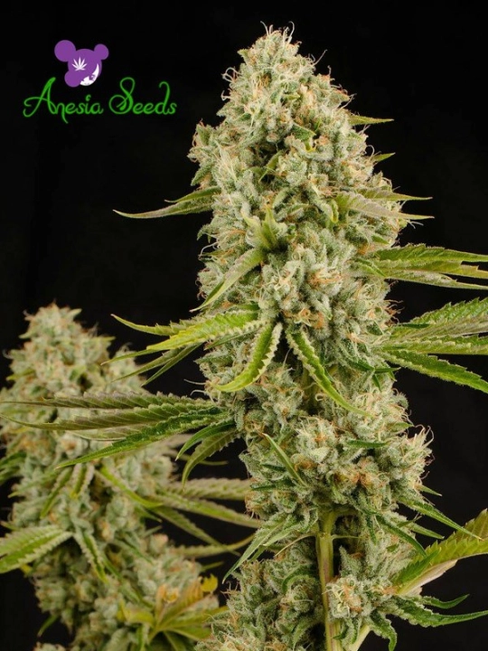 Landrace Collection Hindu Kush – Anesia Seeds – Feminisiert