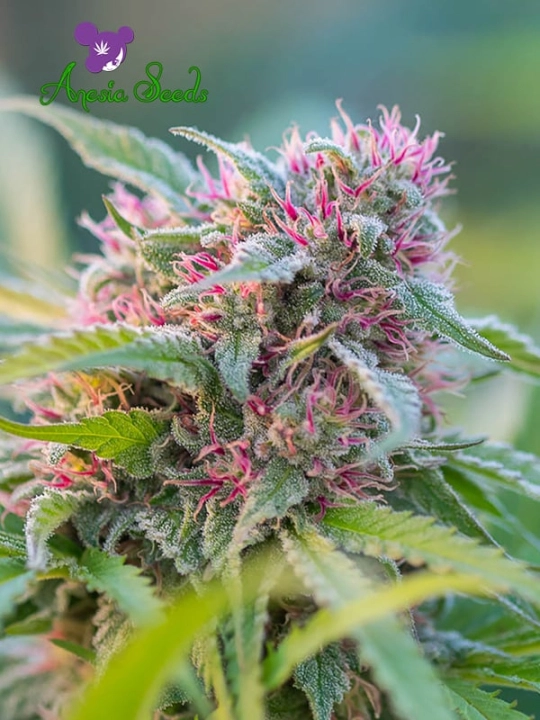 Landrace Collection Panama Red – Anesia Seeds – Feminisiert