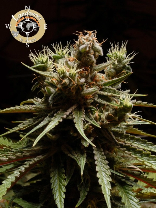 Landrace Collection Pure Durban – Anesia Seeds – Feminisiert