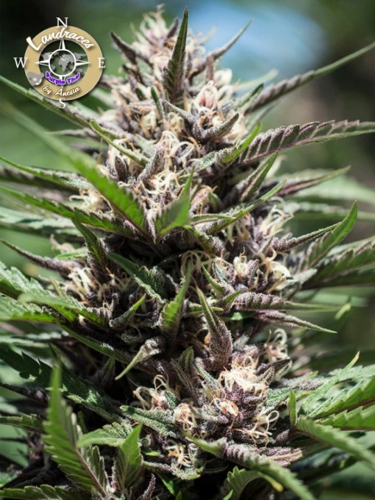 Landrace Collection Purple Thai – Anesia Seeds – Feminisiert