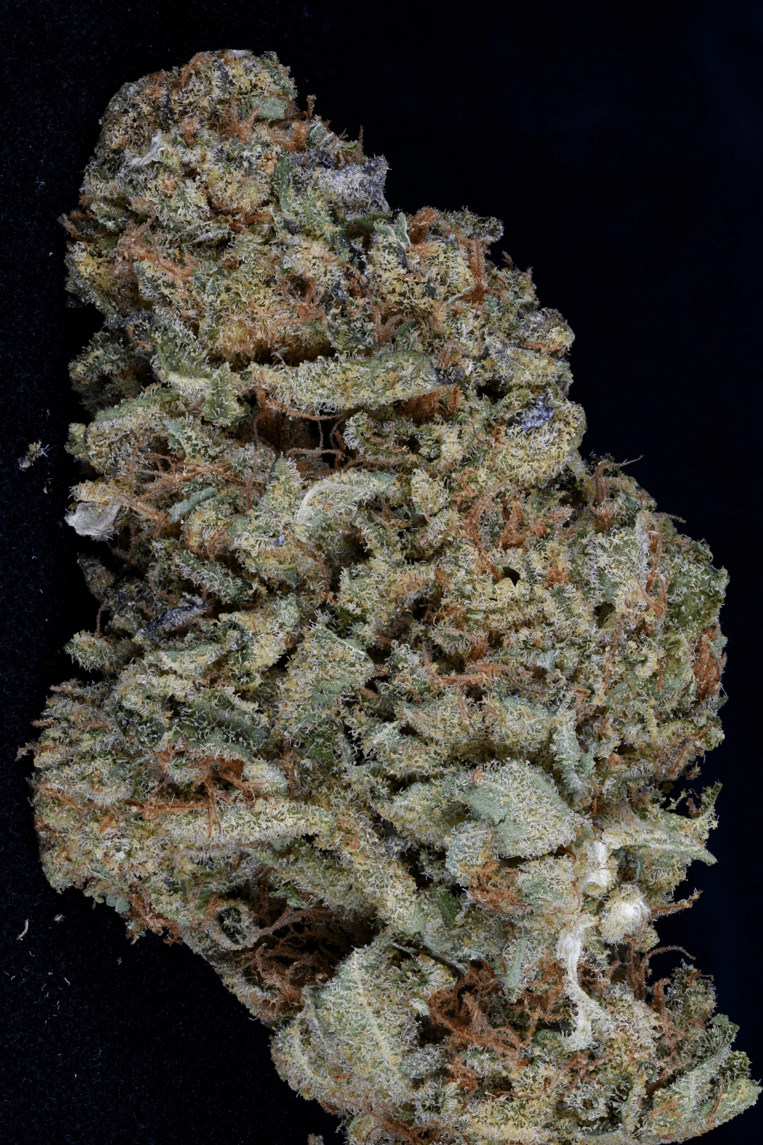 Gorilla Zkittelz – Bighead Seeds – Feminisiert