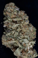 Gorilla Zkittelz Feminized Seeds Bighead Seeds