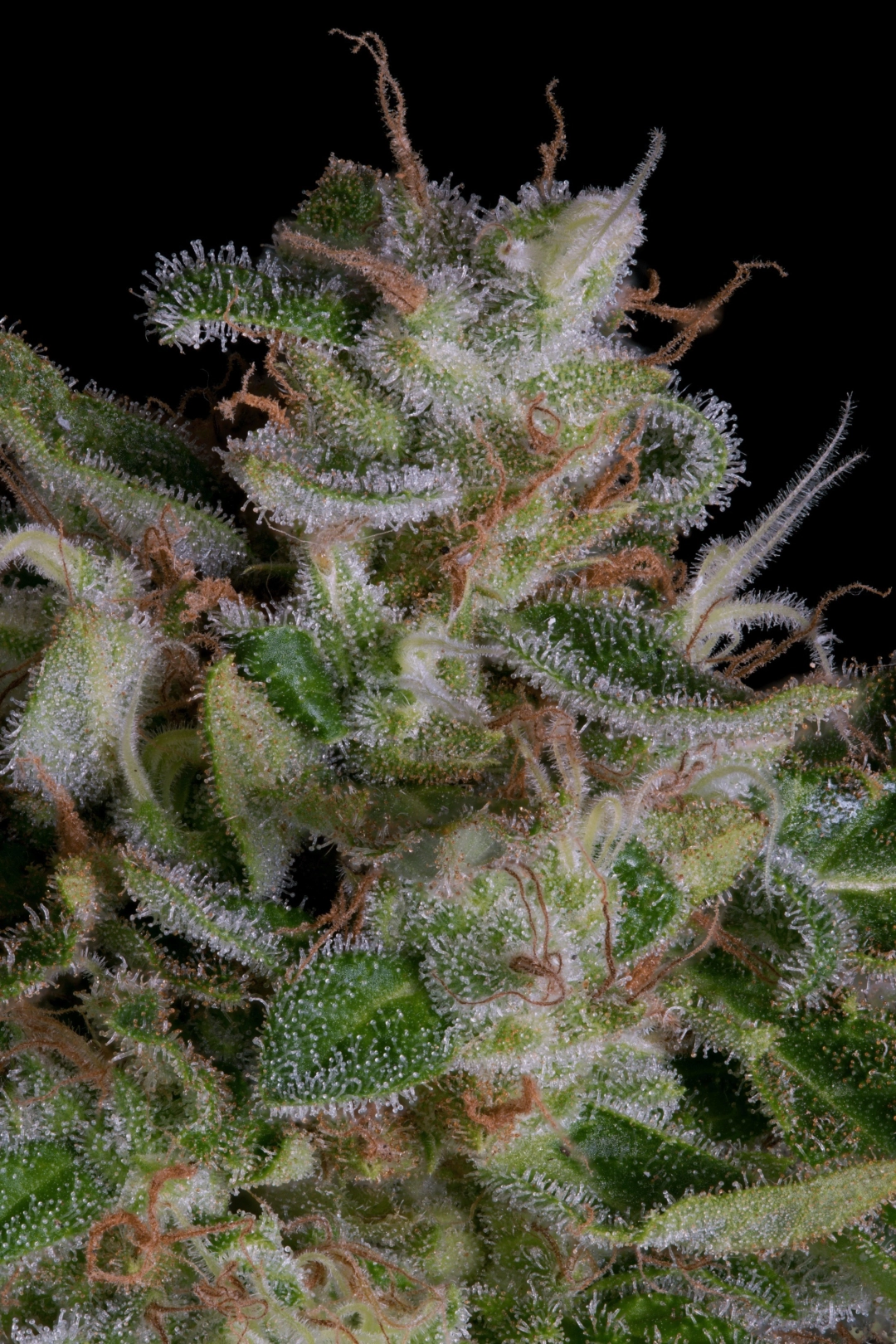 Alien Gorilla – Bighead Seeds – Feminisiert