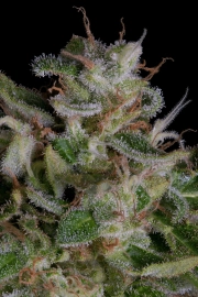 Alien Gorilla Feminized Seeds Bighead Seeds