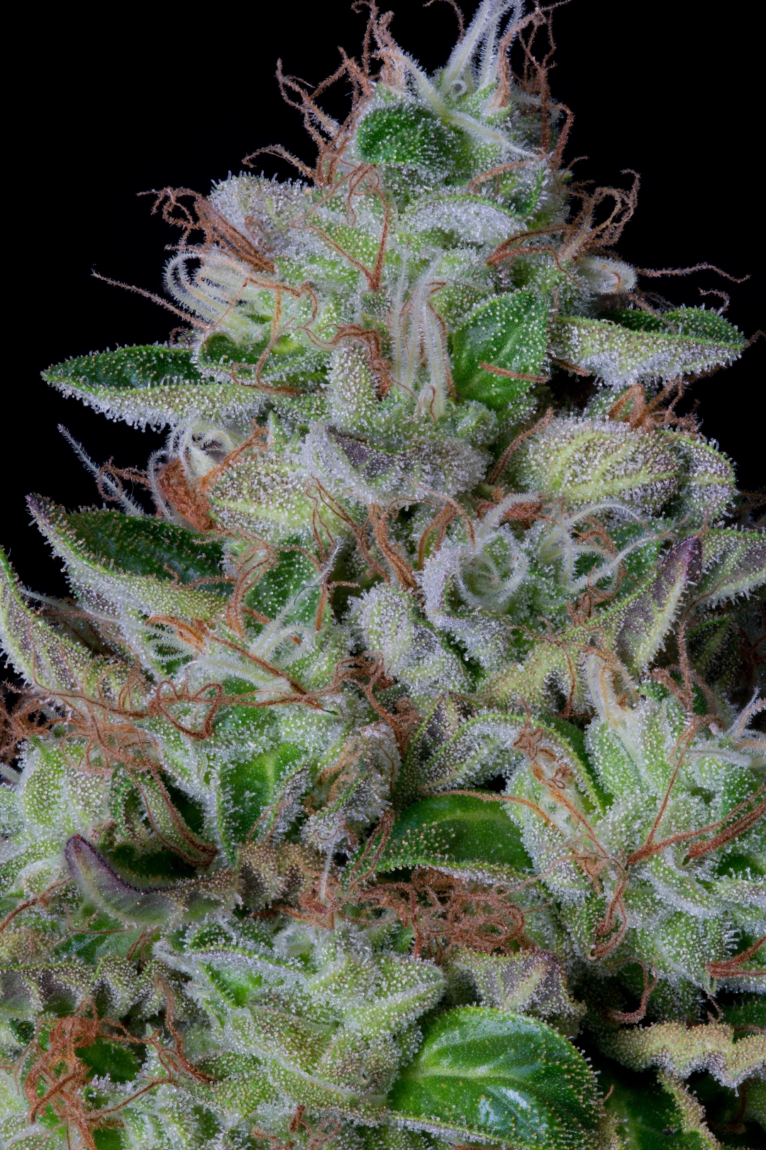 DosGelato – Bighead Seeds – Feminisiert