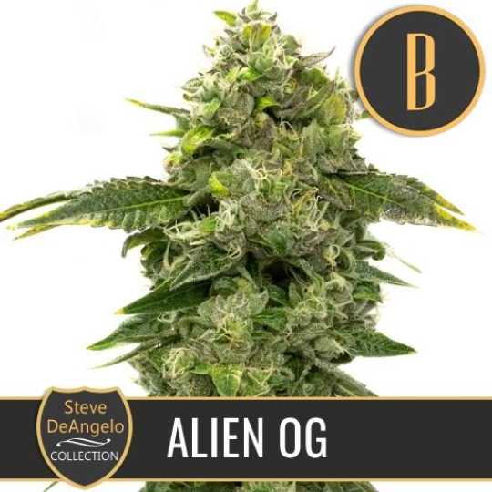 Steve Deangelos Alien OG – BlimBurn Seeds – Feminisiert