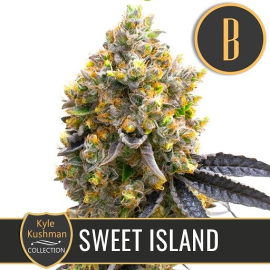 Kyle Kushmans Sweet Island – BlimBurn Seeds – Feminisiert