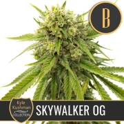 Kyle Kushmans Skywalker OG Feminized Seeds BlimBurn Seeds