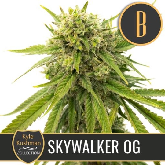 Kyle Kushmans Skywalker OG – BlimBurn Seeds – Feminisiert