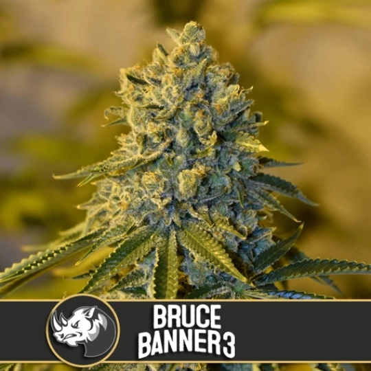 Bruce Banner 3 – BlimBurn Seeds – Feminisiert