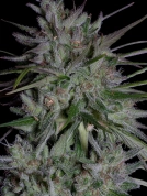 Don Girl Scout Cookies Feminized Seeds Don Avalanche