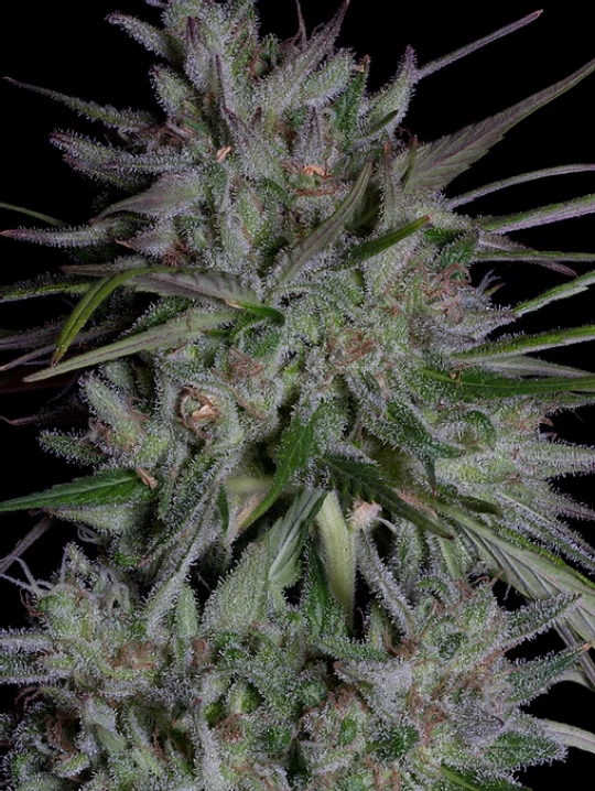 Don Girl Scout Cookies – Don Avalanche – Feminisiert