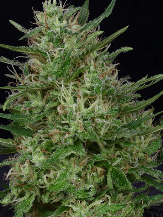 Don Green Crack – Don Avalanche – Feminisiert