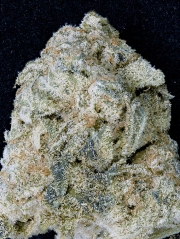 Don OG Kush Feminized Seeds Don Avalanche