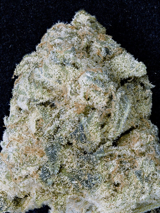 Don OG Kush – Don Avalanche – Feminisiert