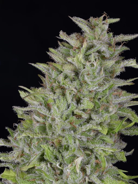 Don Wedding Cake – Don Avalanche – Feminisiert
