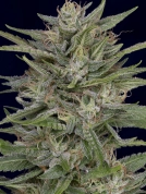 Don AK Feminized Seeds Don Avalanche