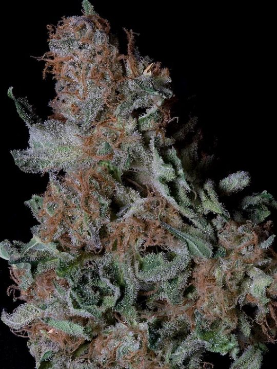 Don Blueberry Cookies – Don Avalanche – Feminisiert
