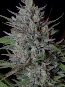 Don Biscotti Feminized Seeds Don Avalanche
