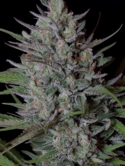 Don Biscotti Feminized Seeds Don Avalanche