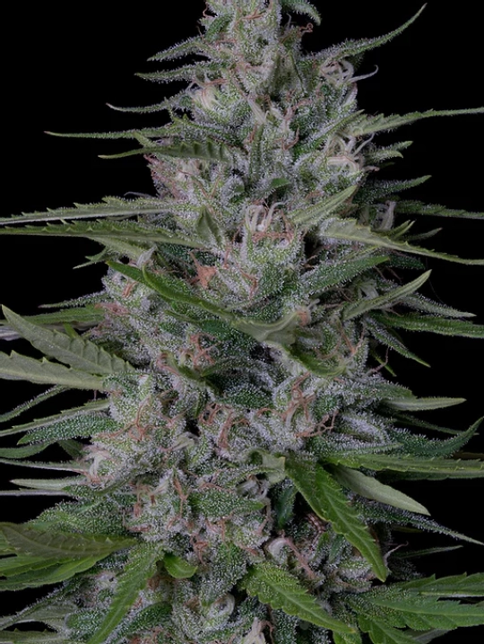Don Bruce Banner – Don Avalanche – Feminisiert