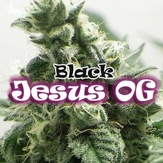 Black Jesus OG – Dr Underground – Feminisiert