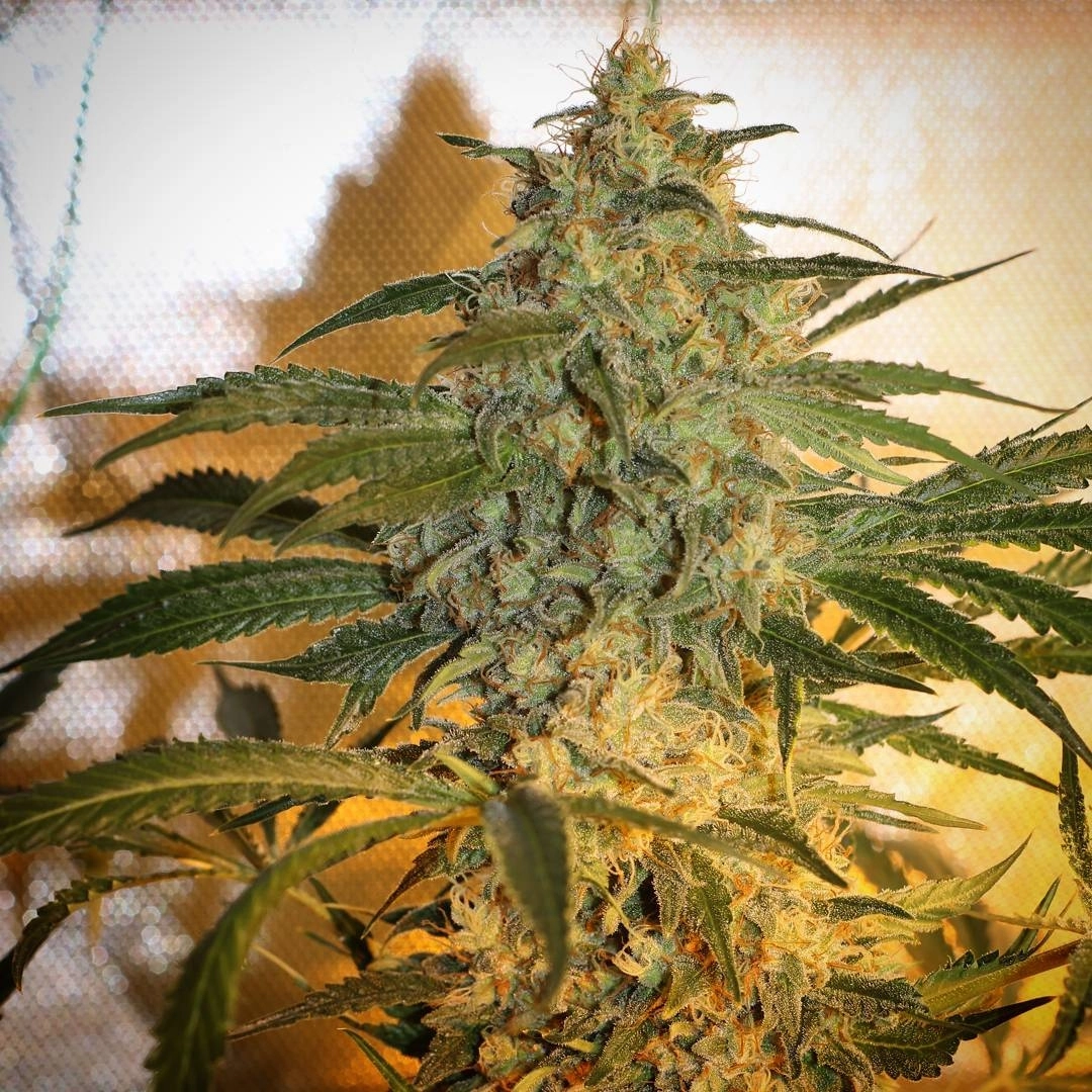 Brooklyn Mango – Dr Underground – Feminisiert