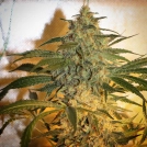 Brooklyn Mango Feminized Seeds Dr Underground