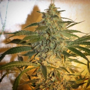 Brooklyn Mango – Dr Underground – Feminisiert