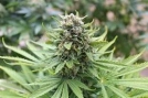 Kong 47 Feminized Seeds Dr Underground