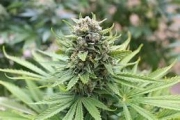 Kong 47 Feminized Seeds Dr Underground