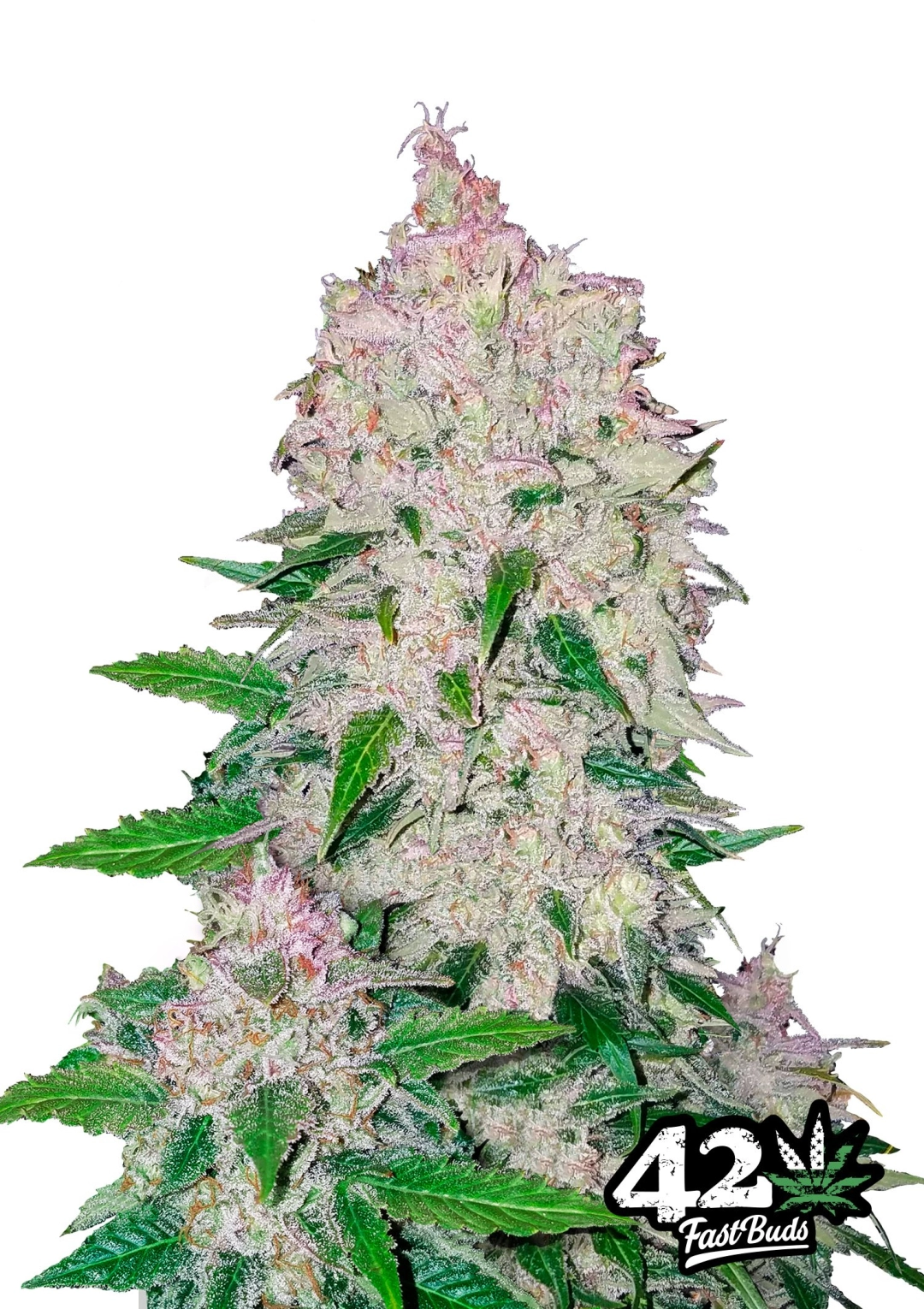 Stardawg – FastBuds – Autoflowering
