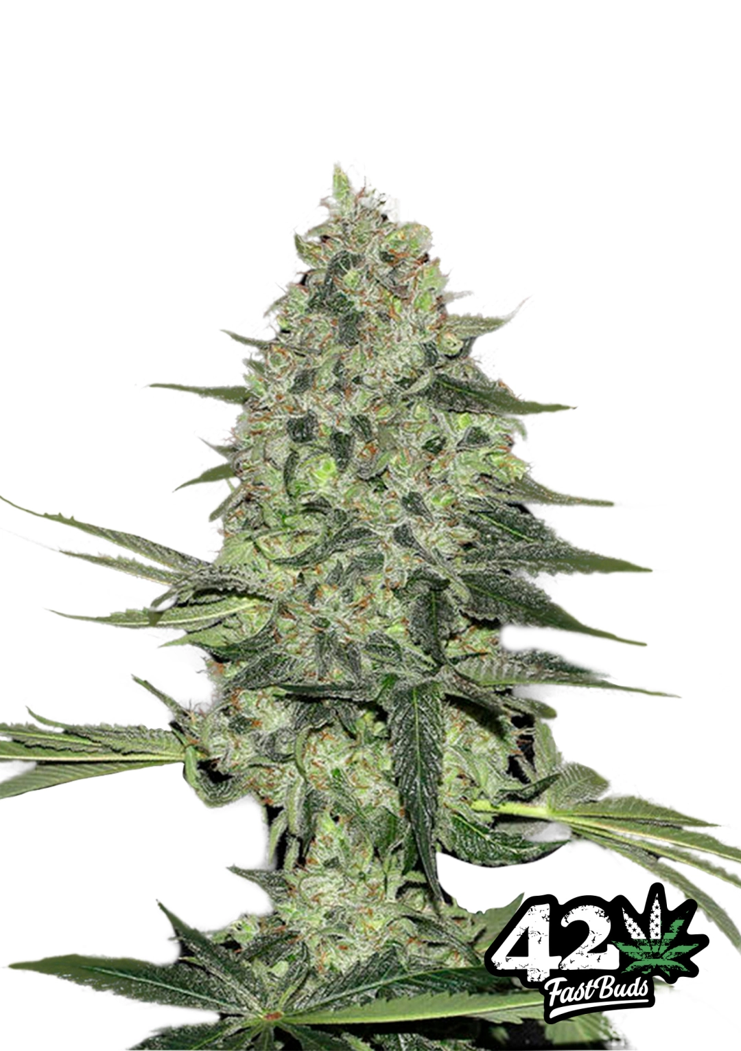 Rhino Ryder – FastBuds – Autoflowering