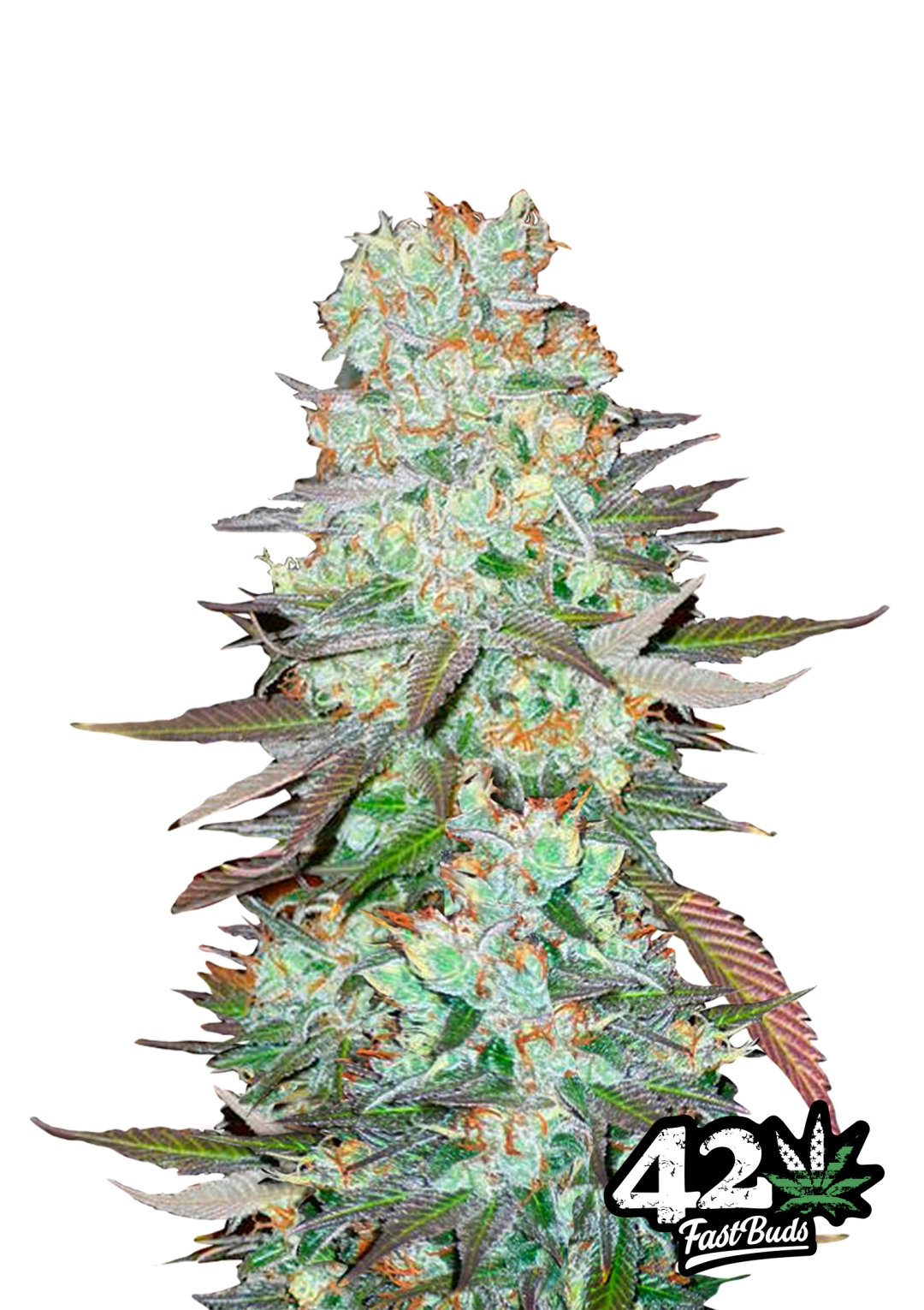 G14 – FastBuds – Autoflowering