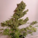 Malawi X NL Auto Auto Seeds Ace Seeds